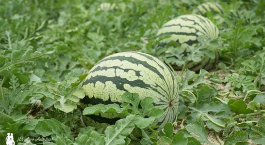 Plan de fertilización para melón y sandía bajo las premisas de precocidad, grados Brix y rentabilidad-joseantonioarcos.es