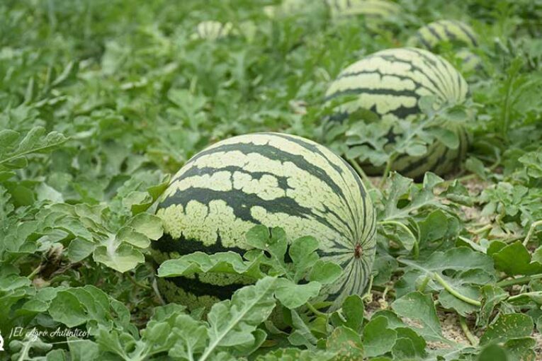 Raíz, cuaje, engorde y maduración en sandía y melón con Vellsam