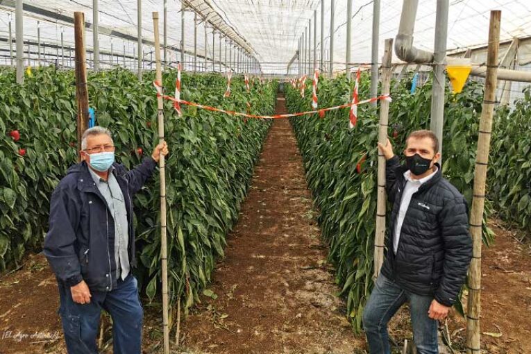 Supervisando en El Ejido ensayos en pimiento con Servalesa