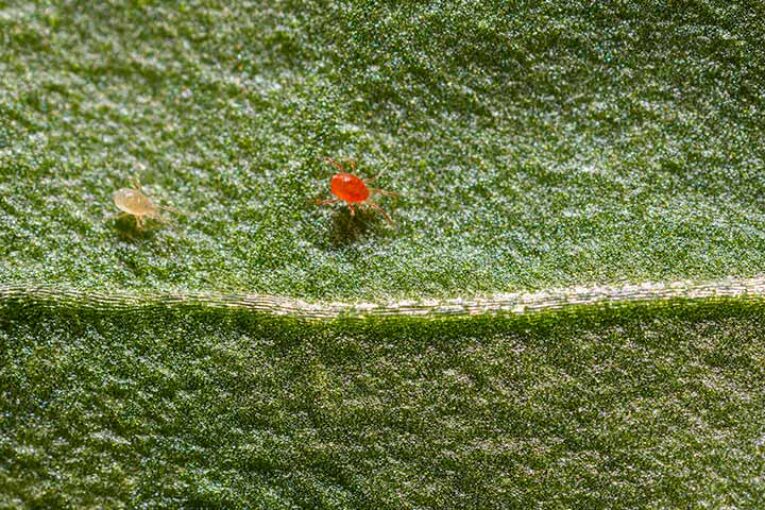 El depredador Phytoseiulus de Koppert para control de araña roja