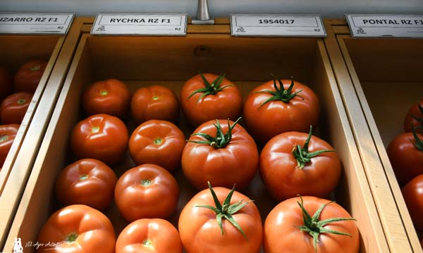 Tomate Rychka de Rijk Zwaan. /joseantonioarcos.es
