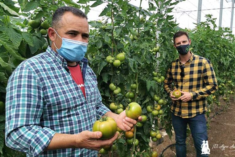 Xtelair es un nuevo tomate beef para ciclos tempranos de primavera