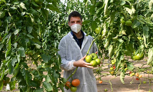 Alejandro Azor con el nuevo tomate beef de Rijk Zwaan. /joseantonioarcos.es