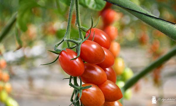 Tomate cherry Doricino de Rijk Zwaan. /joseantonioarcos.es
