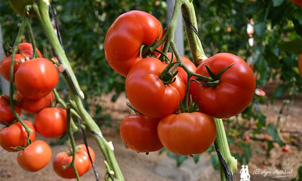 Variedad de tomate para suelto de Yuksel-joseantonioarcos.es