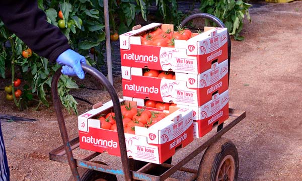 Tomates de Naturinda envasados en campo en cajas de cartón. /joseantonioarcos.es