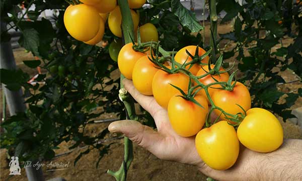 Especialidades de variedades de tomate de Yuksel-joseantonioarcos.es