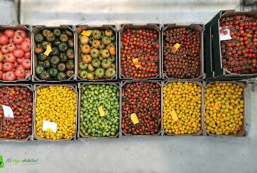 Los invernaderos solares reinventan sabor, textura y color de las hortalizas