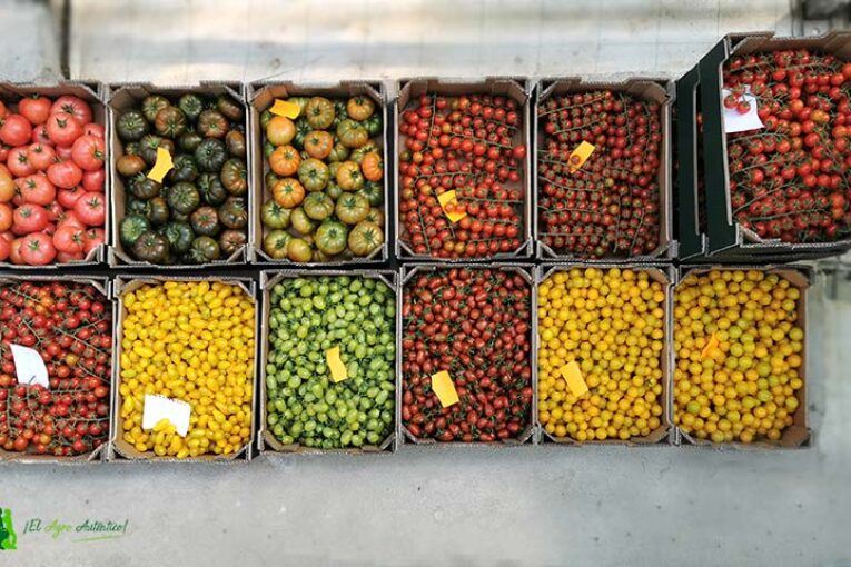 Los invernaderos solares reinventan sabor, textura y color de las hortalizas