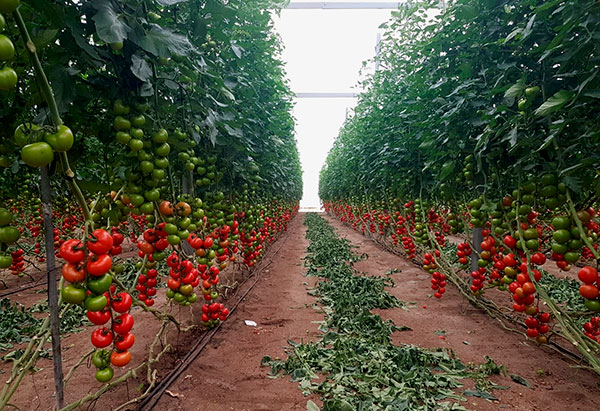 Variedad de tomate rama Barbarela de la casa Vilmorin. /joseantonioarcos.es