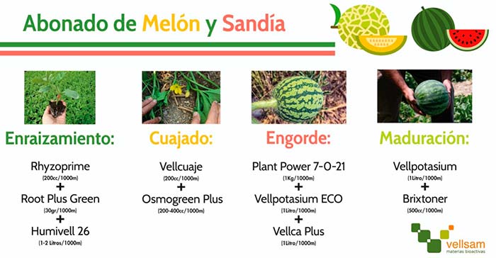 Plan de fertilización Sandía/melón de Vellsam con el uso de bacterias promotoras del crecimiento-joseantonioarcos.es