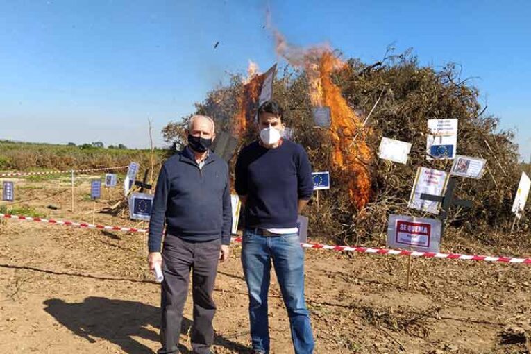 Cremà de naranjos recién arrancados por los bajos precios