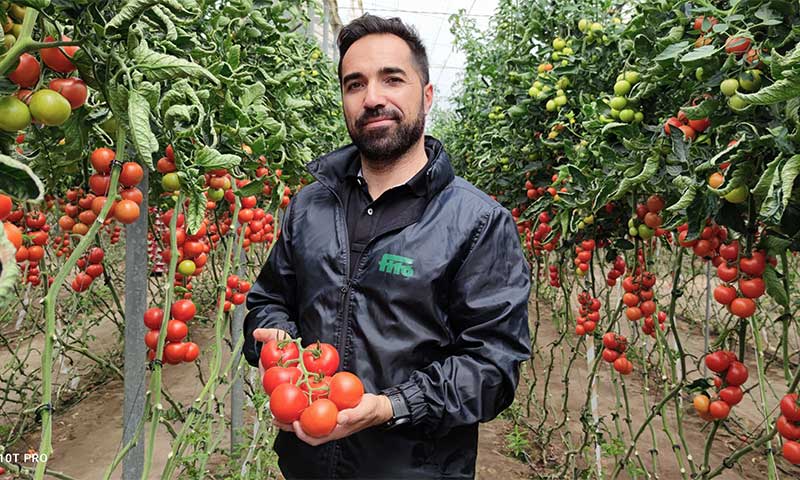 Ateneo es la variedad de referencia en tomate rama, de Semillas Fitó, para exportación por su calibre, producción y poscosecha-joseantonioarcos.es