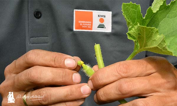 KWS es una nueva casa de semillas que se estrena en hortícolas. /joseantonioarcos.es