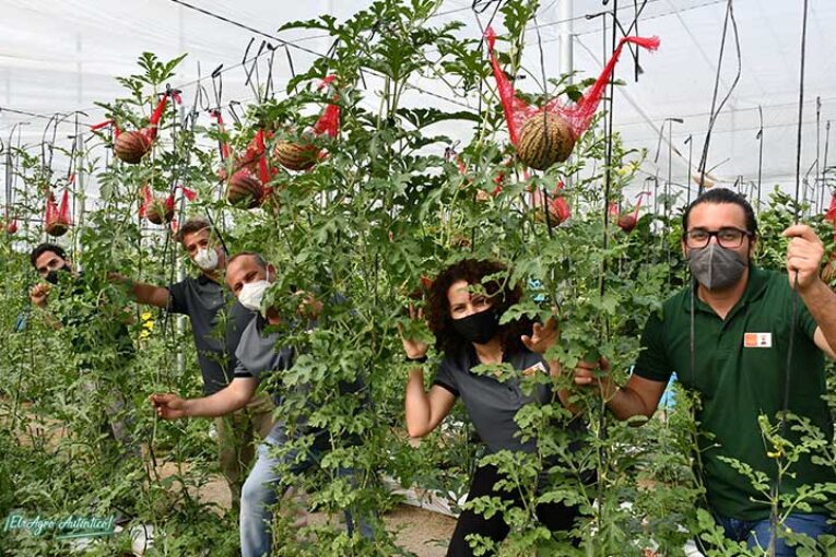 KWS entra en Almería en el negocio de semillas hortícolas