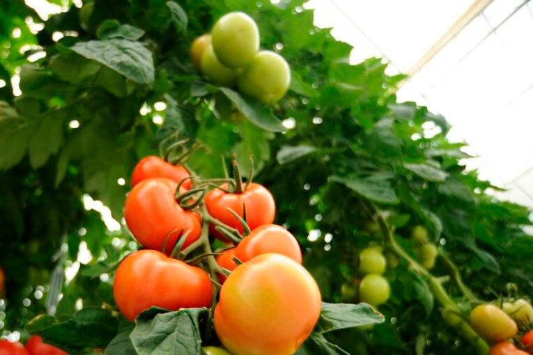 La importancia de los extractos botánicos