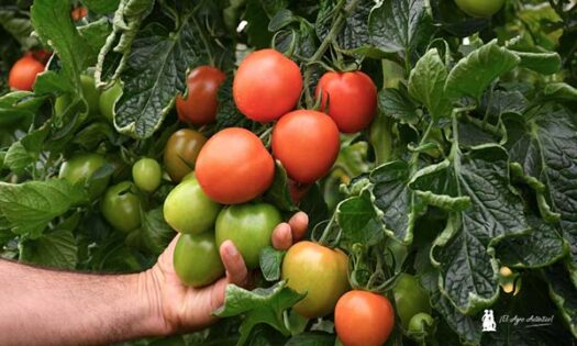 Zenete de Takii entra fuerte en el mercado del tomate pera-joseantonioarcos.es