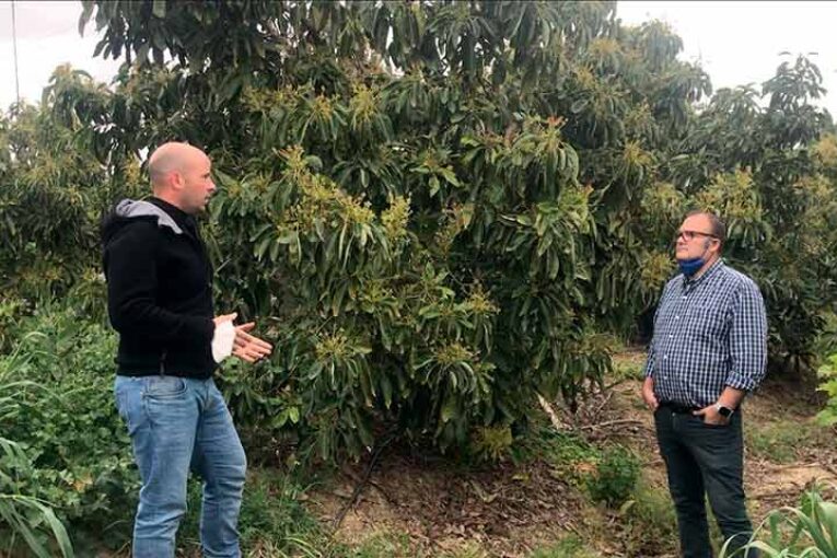 NHDelta: Cómo evitar que el aguacate caiga del árbol y mejorar la salud del aguacate árbol