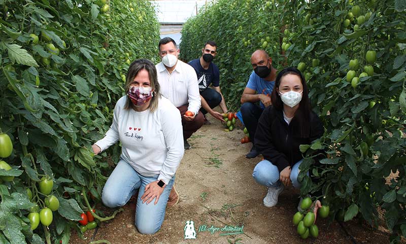 Equipo de Fertiberia Tech y Fitoponiente en un invernadero de tomate. /joseantonioarcos.es