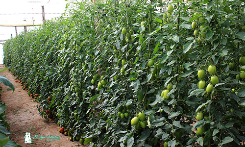 Finca de tomate con tecnología e-on de Fertiberia Tech. /joseantonioarcos.es