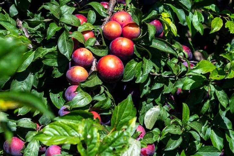 Arranca la campaña valenciana de fruta de hueso