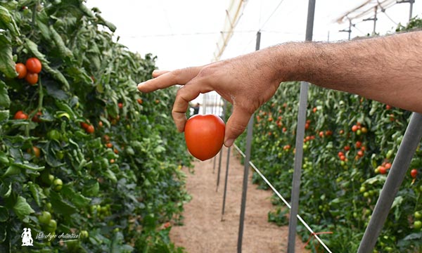 Zenete de Takii entra fuerte en el mercado del tomate pera-joseantonioarcos.es