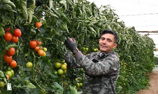 Zenete de Takii entra fuerte en el mercado del tomate pera-josseantonioarcos.es