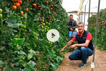 Zenete de Takii entra fuerte en el mercado del tomate pera