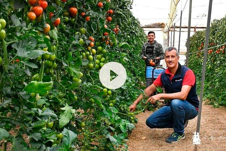 Zenete de Takii entra fuerte en el mercado del tomate pera