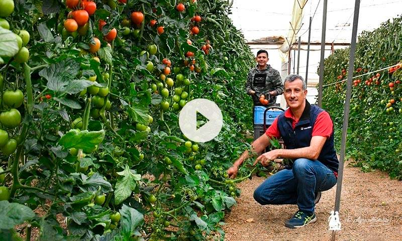 Zenete de Takii entra fuerte en el mercado del tomate pera