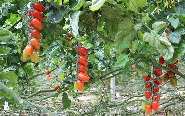 Tomates tipo cherry de Hazera. /joseantonioarcos.es