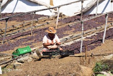 2.000 familias malagueñas viven del cultivo ancestral de uva pasa