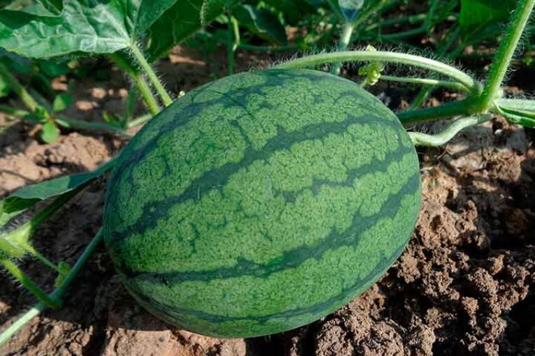 Calcio y potasio, claves en engorde y maduración de melón y sandía