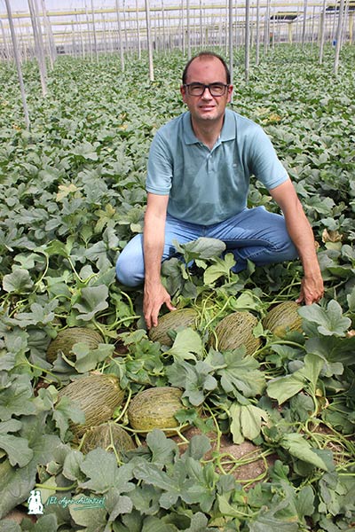 Antonio Gutiérrez, técnico comercial de Syngenta, con el melón Graciano. /joseantonioarcos.es