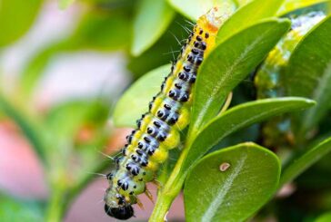Trampas y nematodos entomopatógenos para controlar la polilla del boj