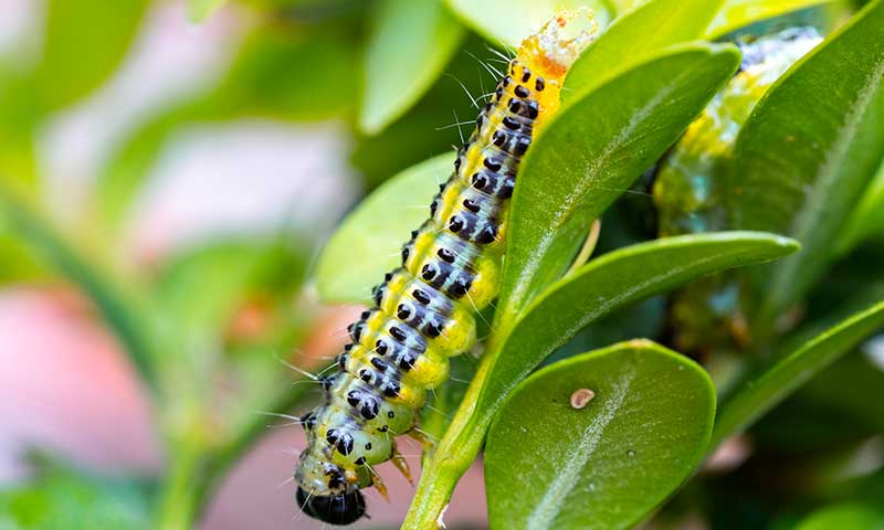 Trampas y nematodos entomopatógenos para controlar la polilla del boj