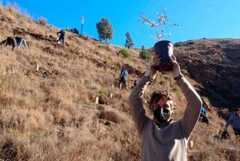 Caerm apoya a ARBA en la recuperación del bosque autóctono de Cartagena