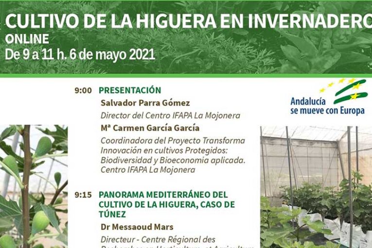 Día 6 de mayo. Cultivo de la higuera en invernadero