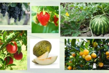 Daymsa certifica en ecológico su corrector de potasio Naturfruit
