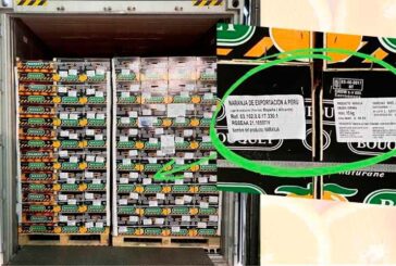 Anecoop exporta a Perú su primer contenedor de naranjas