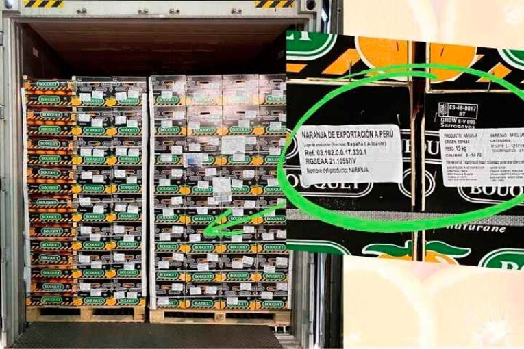 Anecoop exporta a Perú su primer contenedor de naranjas
