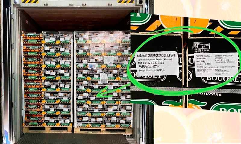 Anecoop exporta a Perú su primer contenedor de naranjas
