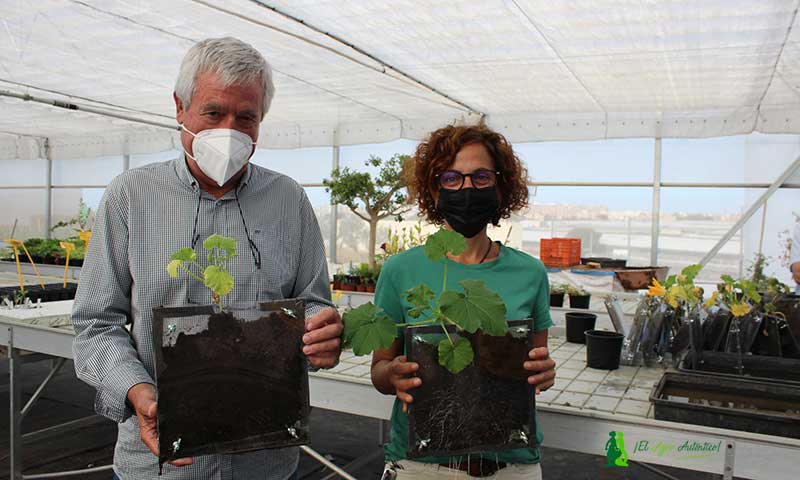 José Antonio Palop y Manoli Joya de Eco Higiene y Lupión y Rodríguez muestran un sustrato sin micorrizas ni celtonita (izquierda) frente a otro con ambas (derecha). /joseantonioarcos.es