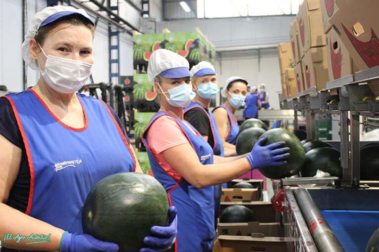 Plena campaña de Sandía Fashion en Agroponiente