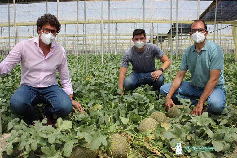 Melón Graciano en el Tomelloso almeriense