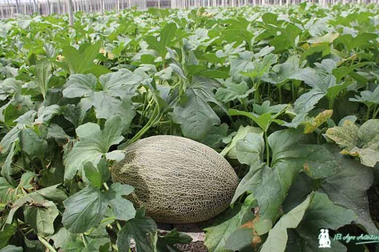 Los precios de la primavera se vienen abajo
