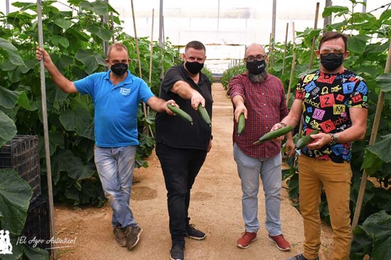 Takeshi es el pepino de Axia para primavera y otoño temprano