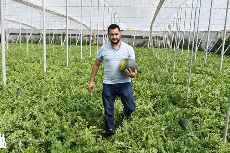 Zeraim ensaya en invernadero y aire libre la nueva sandía Jamaica