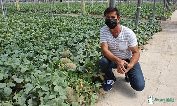 Sebastián Robles, productor abderitano de melón piel de sapo. /joseantonioarcos.es