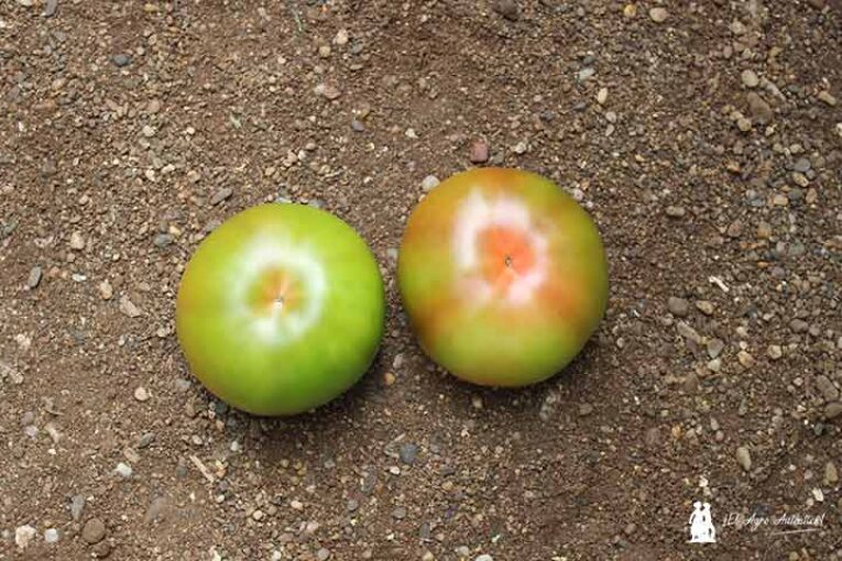 Almería pierde casi 2.000 hectáreas de tomate en los últimos años